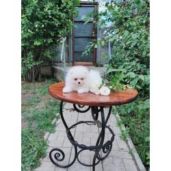 Pomeranian Pups Prachtige Gratis