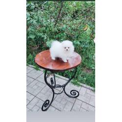 Pomeranian Pups Prachtige Gratis