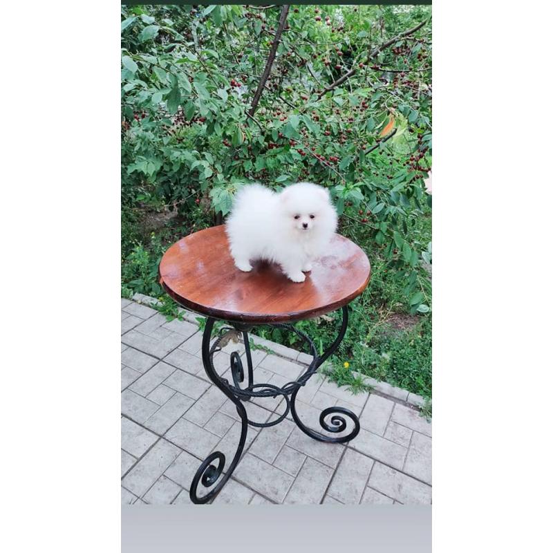 Pomeranian Pups Prachtige Gratis