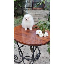 Pomeranian Pups Prachtige Gratis