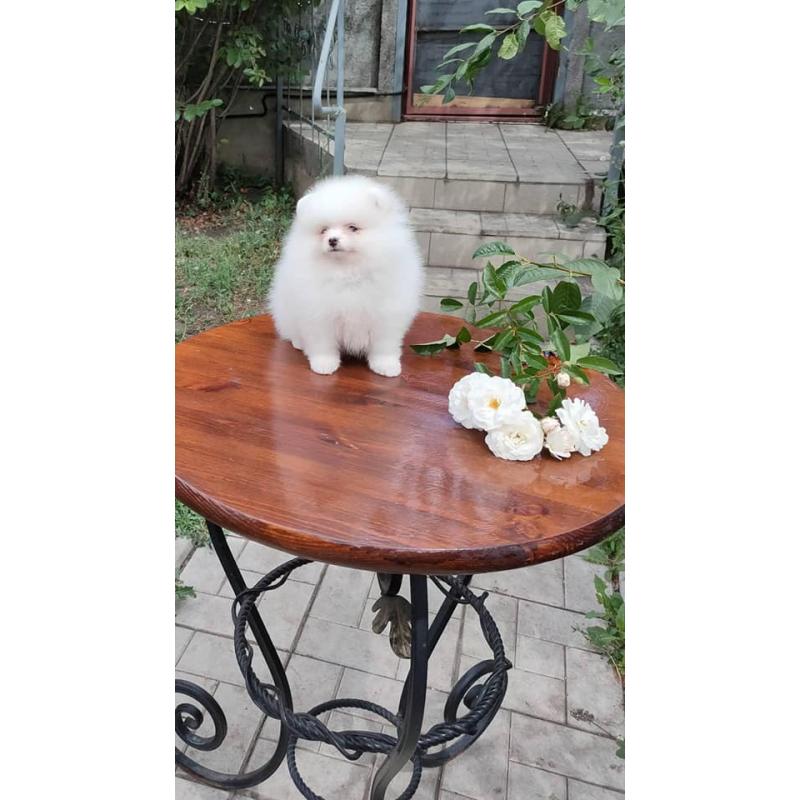 Pomeranian Pups Prachtige Gratis