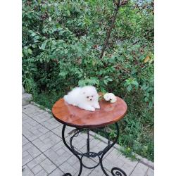 Pomeranian Pups Prachtige Gratis