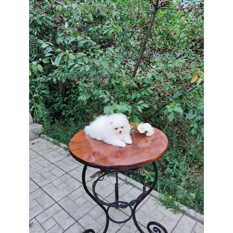 Pomeranian Pups Prachtige Gratis