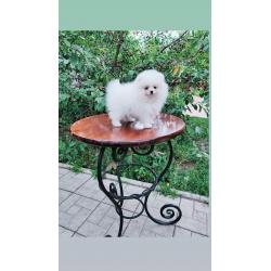 Pomeranian Pups Prachtige Gratis