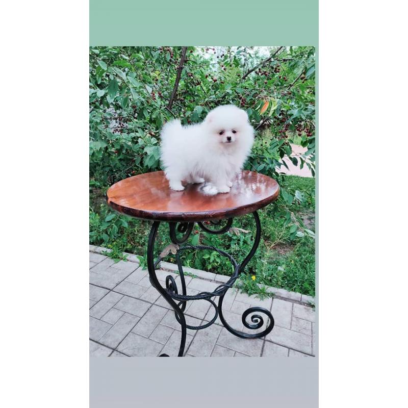 Pomeranian Pups Prachtige Gratis