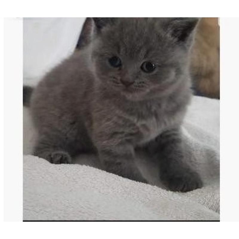 Britse Korthaar/Scottish Fold Blauw en Lilac kitten