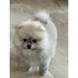 Pomeraien