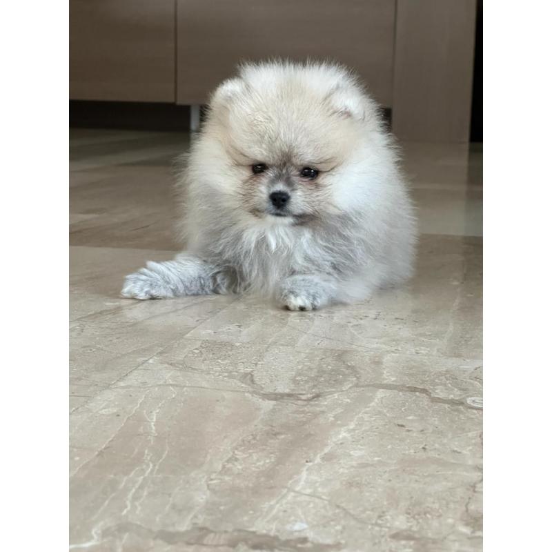 Pomeraien
