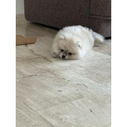 Pomeraien