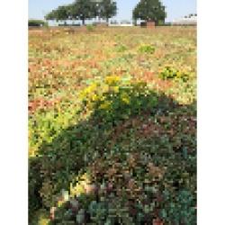 Sedumtray ECO voor groen dak / sedum dak