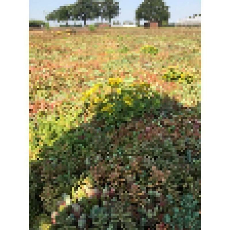 Sedumtray ECO voor groen dak / sedum dak