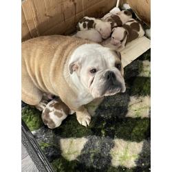 Engelse bulldog pups mogen nu weg !