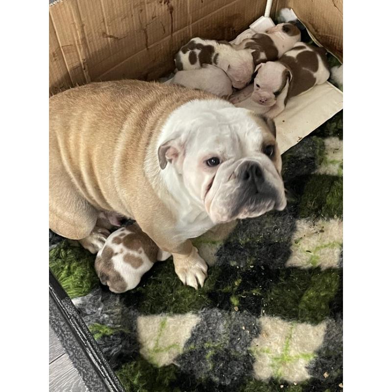 Engelse bulldog pups mogen nu weg !
