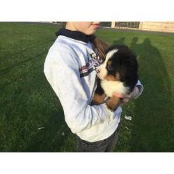 Berner sennen pups