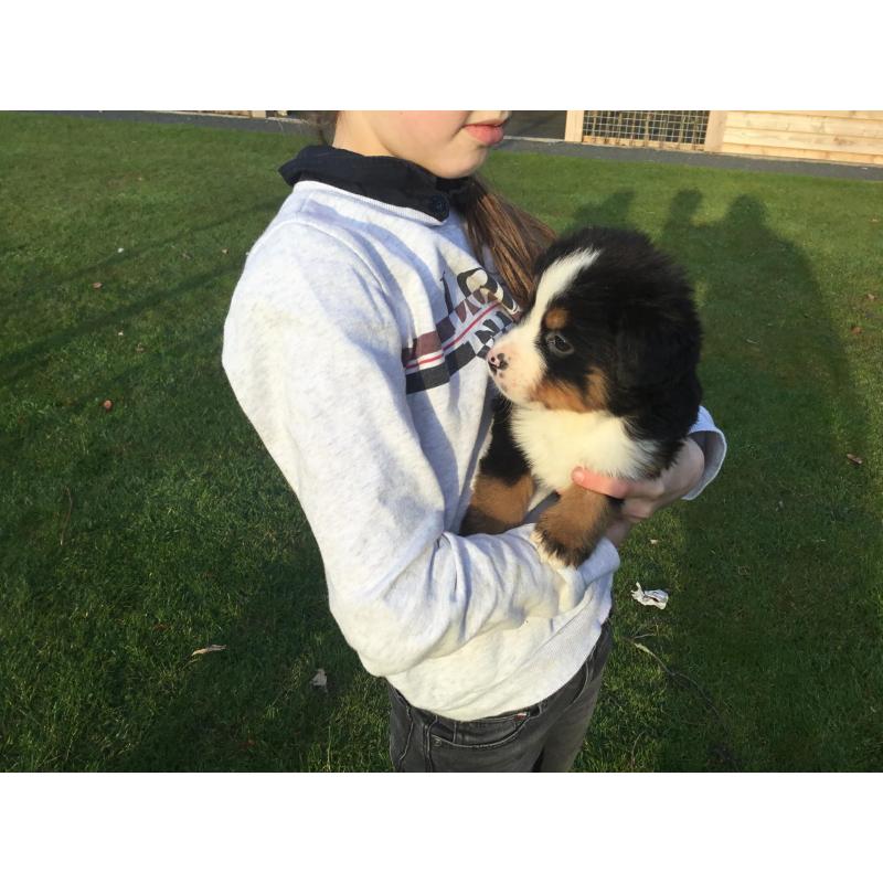 Berner sennen pups