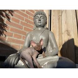 2 lieve Spynx poesjes kitten/kittens