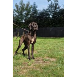 Duitse Doggen pups