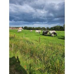 Belgisch Wit-Blauw Koeien en vaarzen