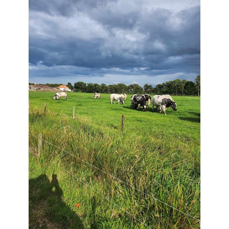 Belgisch Wit-Blauw Koeien en vaarzen