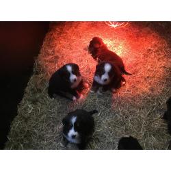 Berner sennen pups