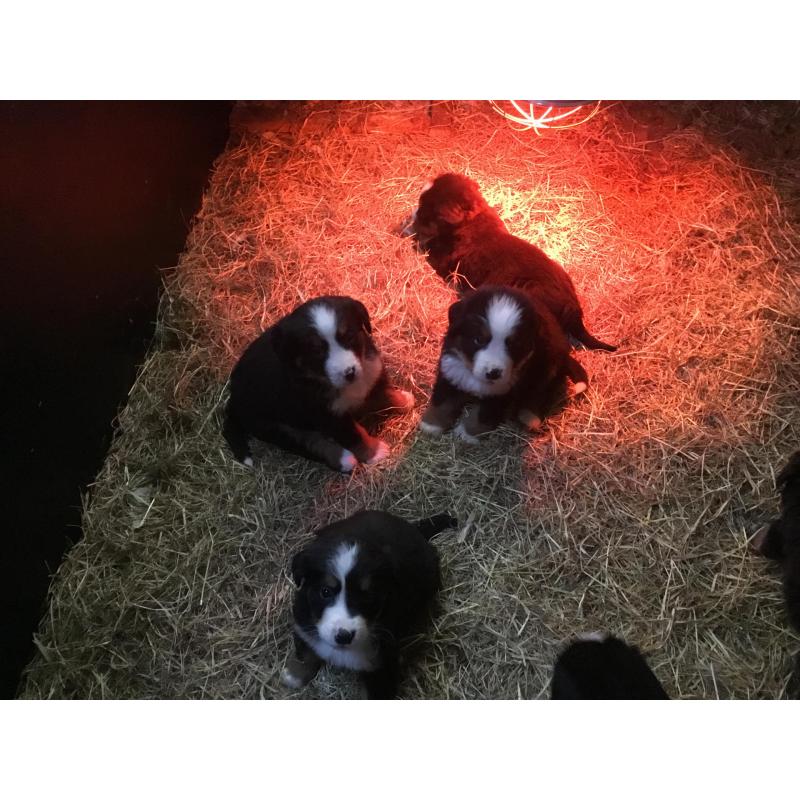 Berner sennen pups