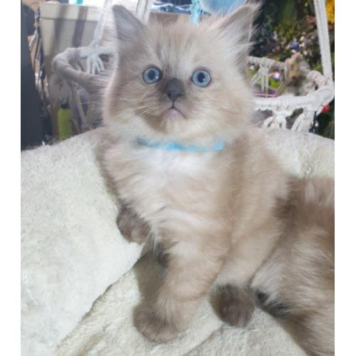 Mooie M/V Ragdoll kittens