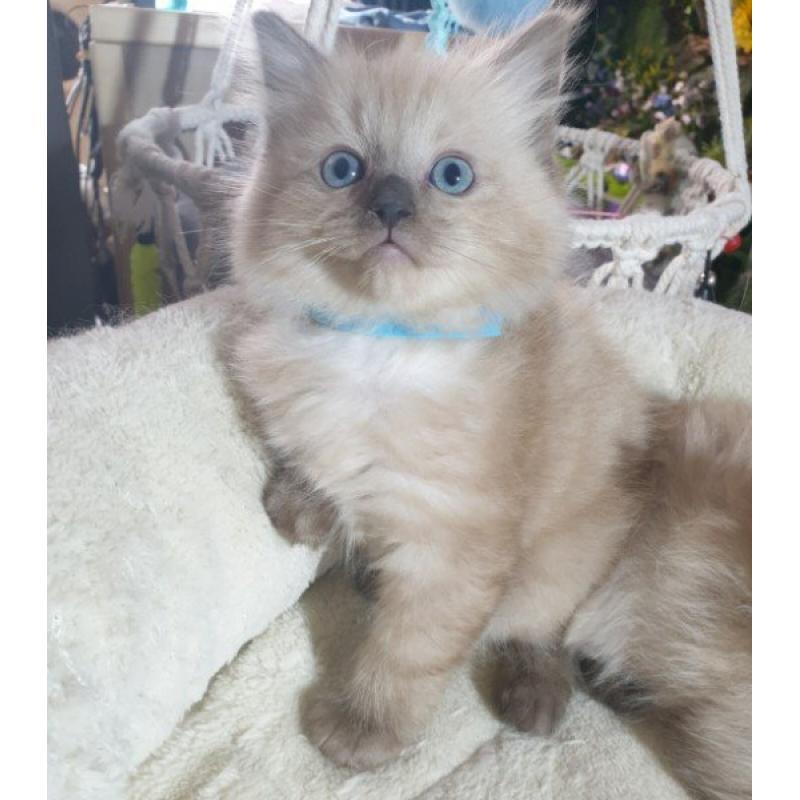 Mooie M/V Ragdoll kittens