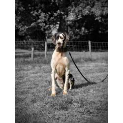 Duitse Doggen pups