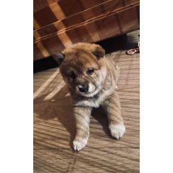 Shiba Inu pups