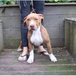 American Bully XL puppies