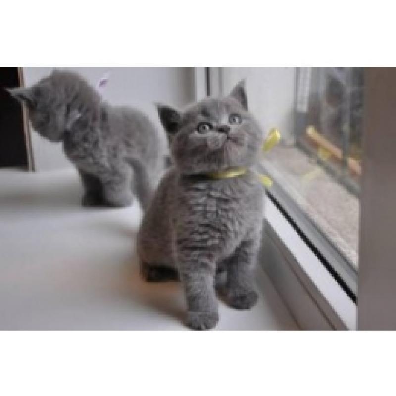 Britse Korthaar/Scottish Fold Blauw en Lilac kitten