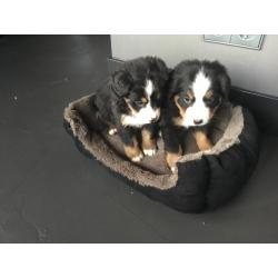 Berner sennen pups