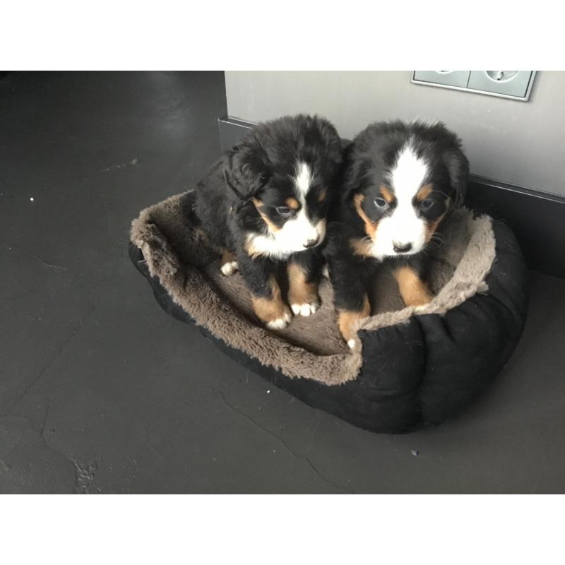 Berner sennen pups