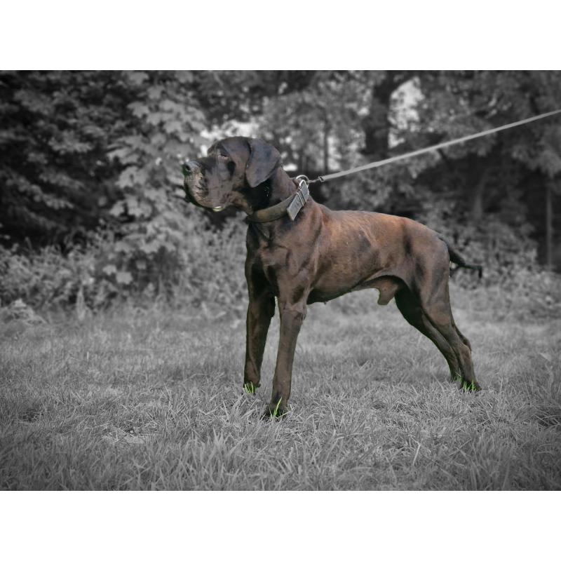 Duitse Doggen pups