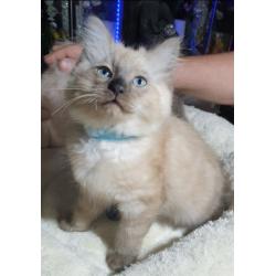 Mooie M/V Ragdoll kittens