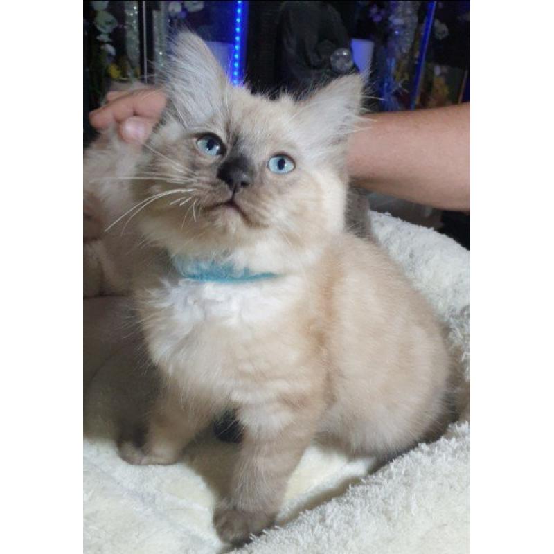 Mooie M/V Ragdoll kittens