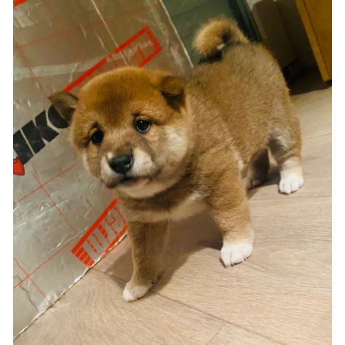 Shiba Inu pups