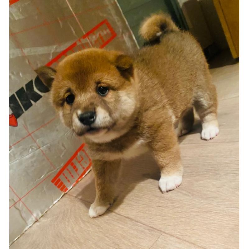 Shiba Inu pups