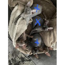 2 lieve Spynx poesjes kitten/kittens