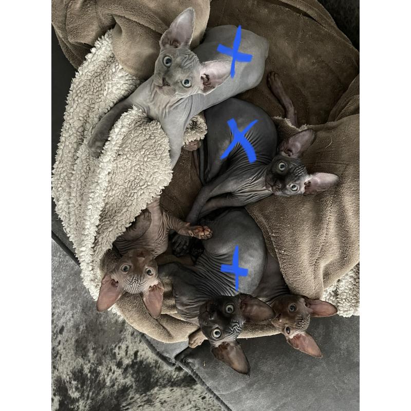 2 lieve Spynx poesjes kitten/kittens