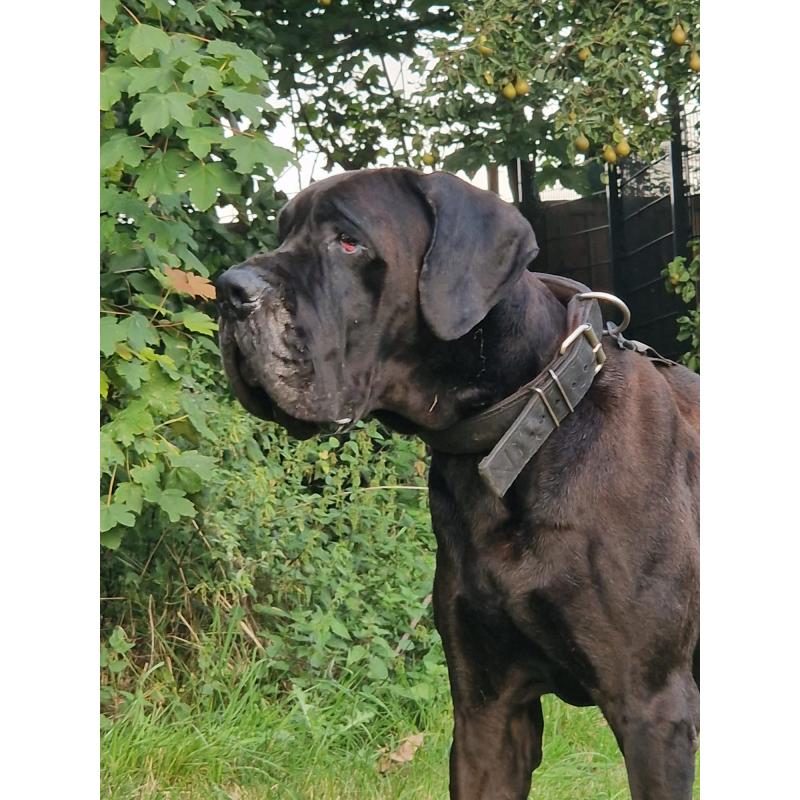 Duitse Doggen pups
