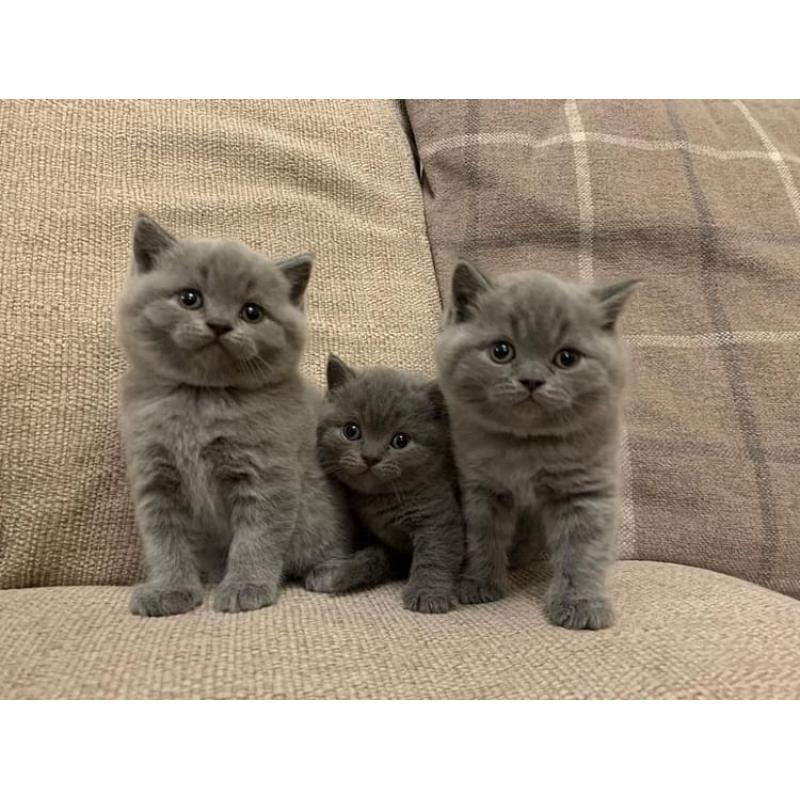 Super en prachtige Britse korthaar kittens !!