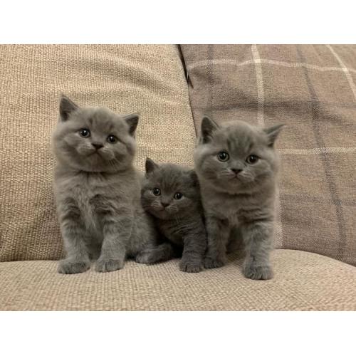 Super en prachtige Britse korthaar kittens*