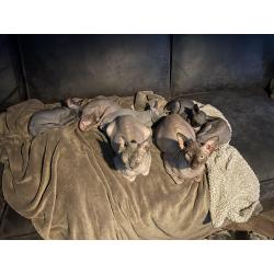 2 lieve Spynx poesjes kitten/kittens