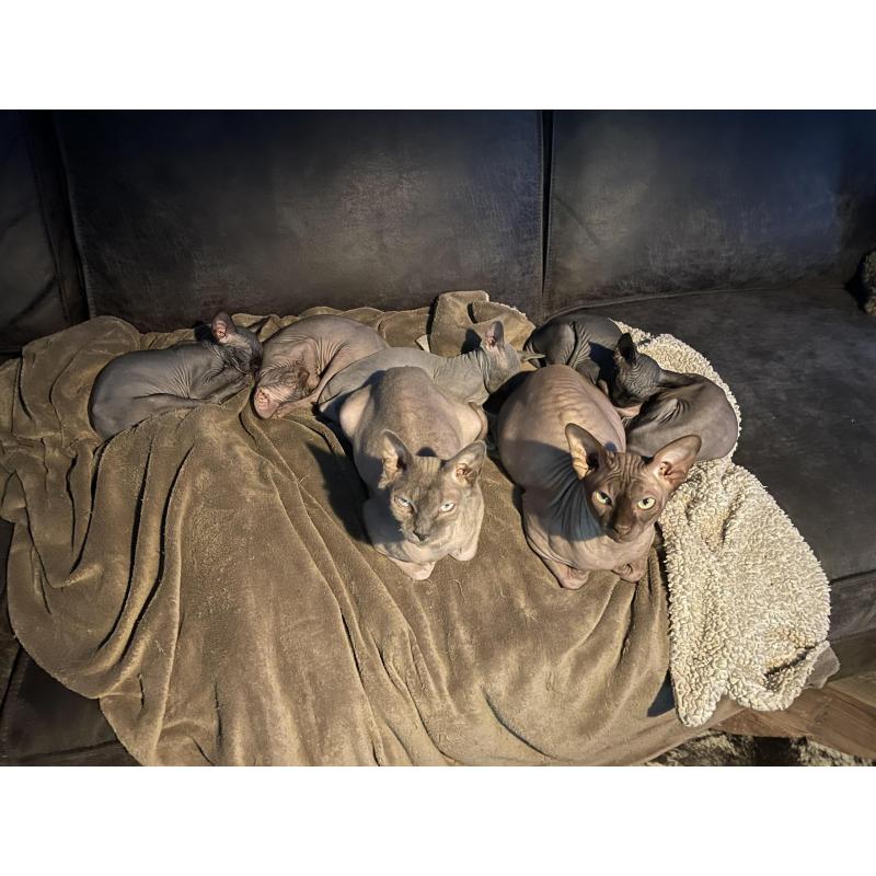 2 lieve Spynx poesjes kitten/kittens