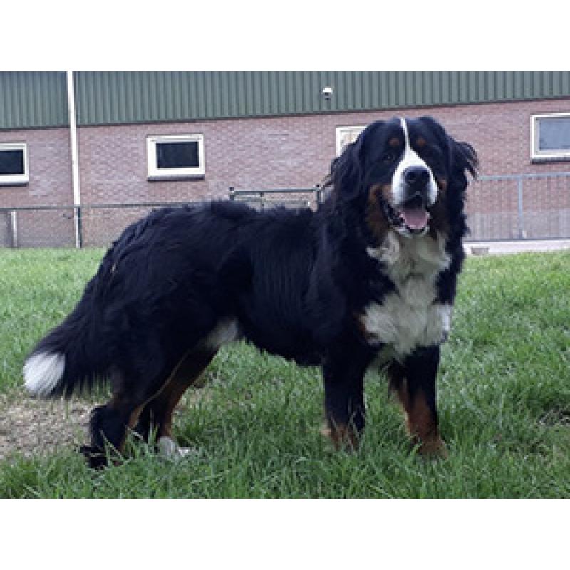 Berner sennen pups