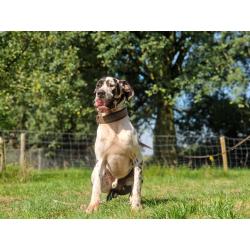 Duitse Doggen pups