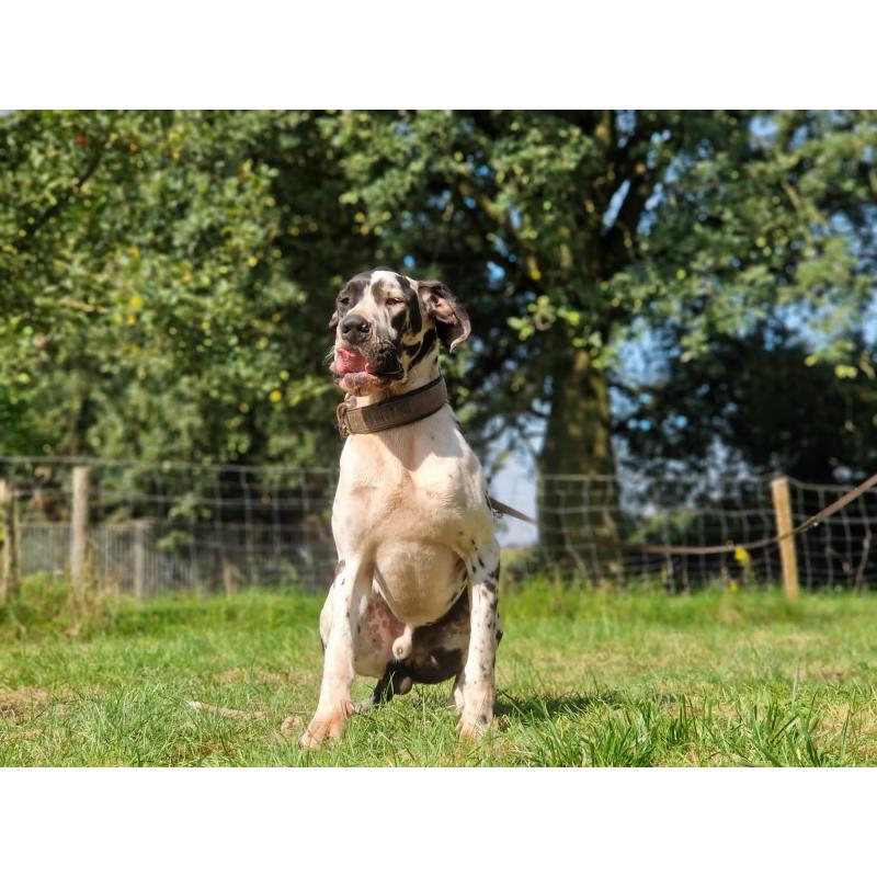 Duitse Doggen pups