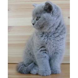 Britse Korthaar/Scottish Fold Blauw en Lilac kitten