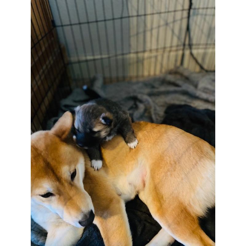 Shiba Inu pups